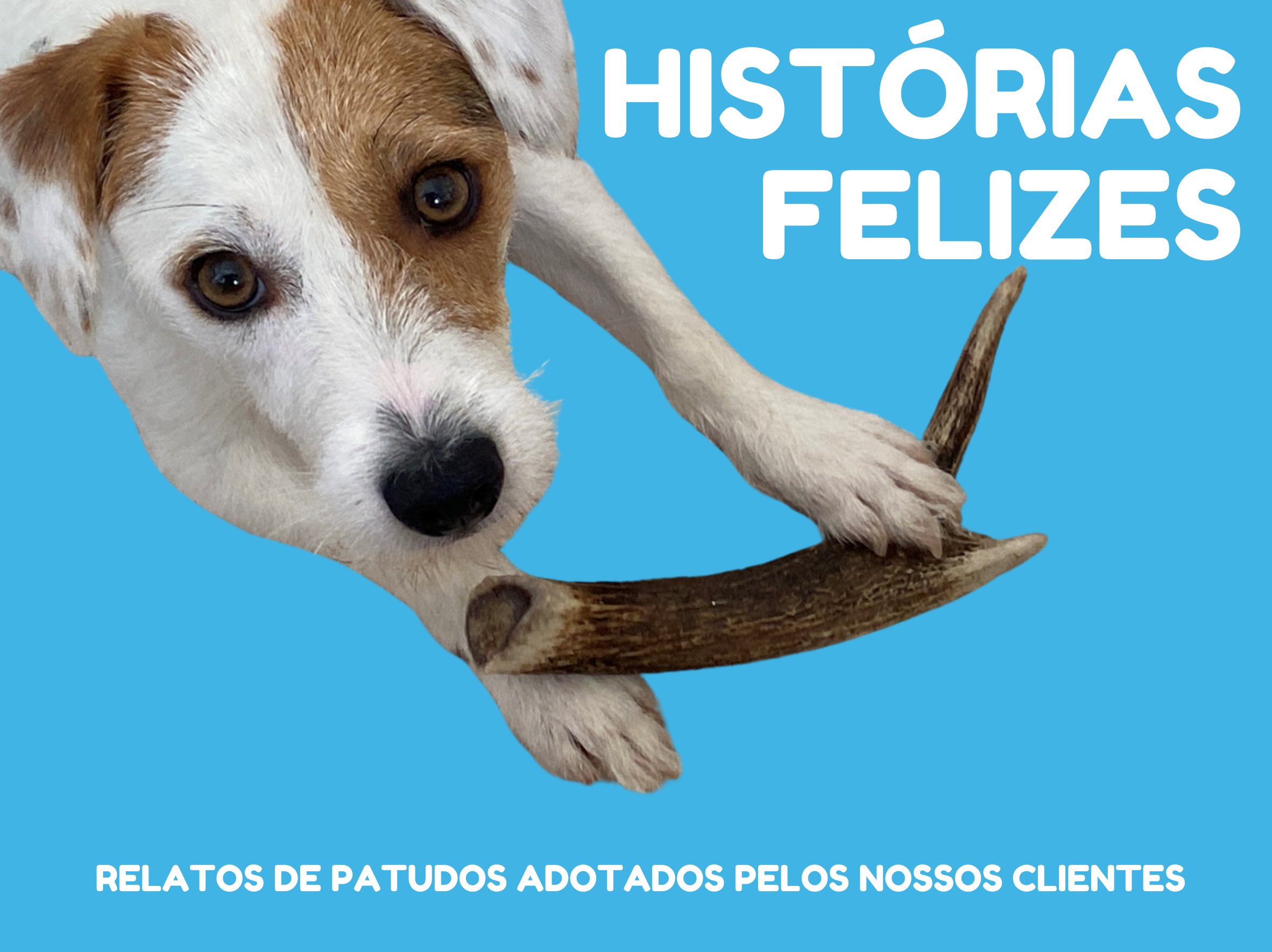 Histórias Felizes - Patudos Adotados
