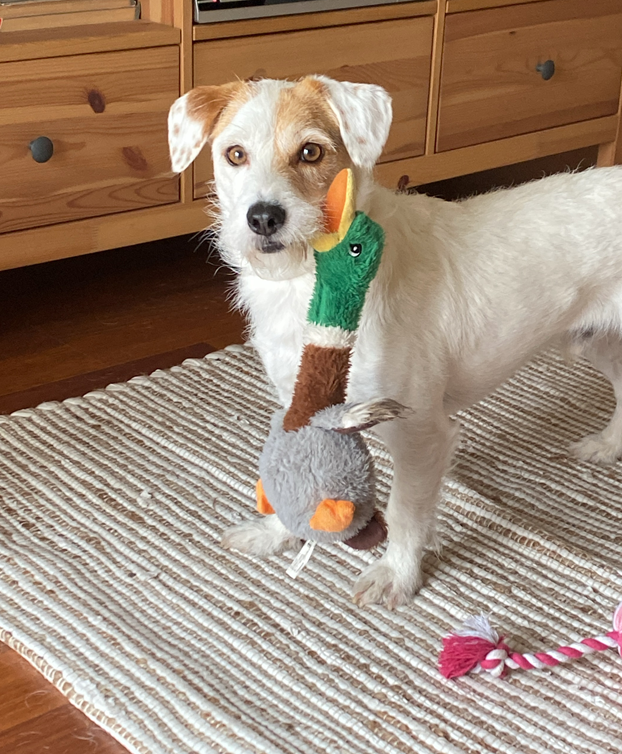 newpet-animais-adotados-benny