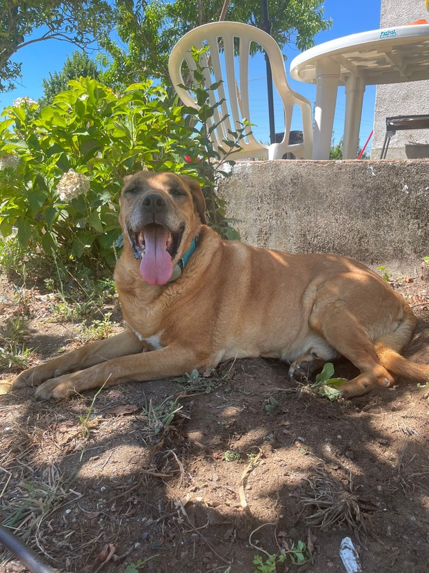 newpet-animais-adotados-hercules