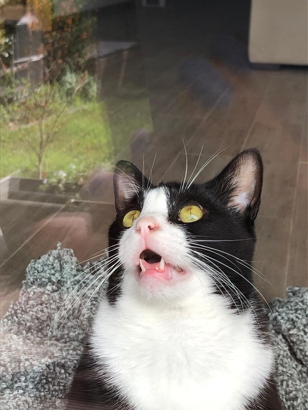 newpet-animais-adotados-matias