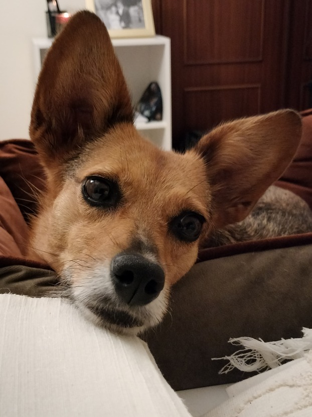 newpet-animais-adotados-mel