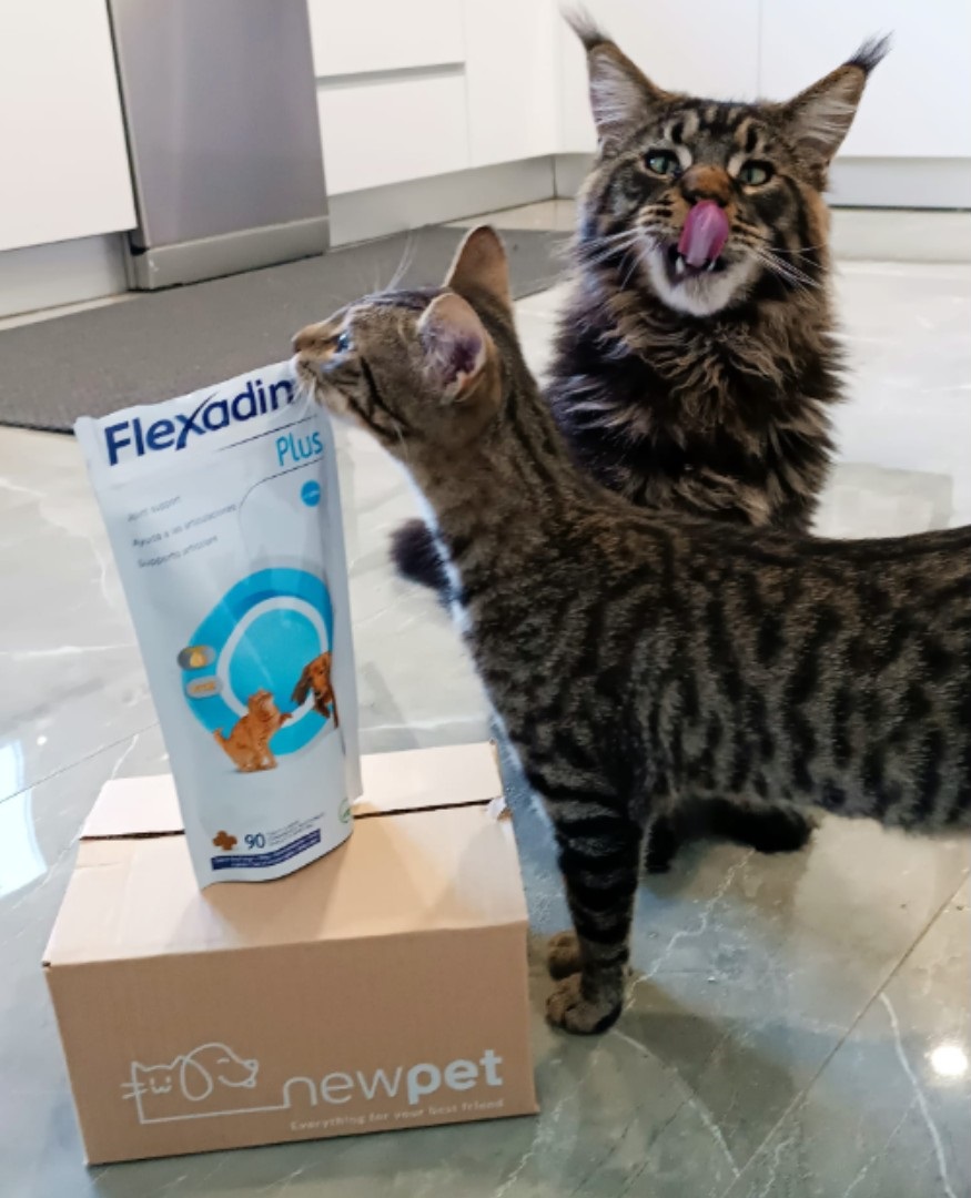 NewPet Patudo do Mês - Abril'24