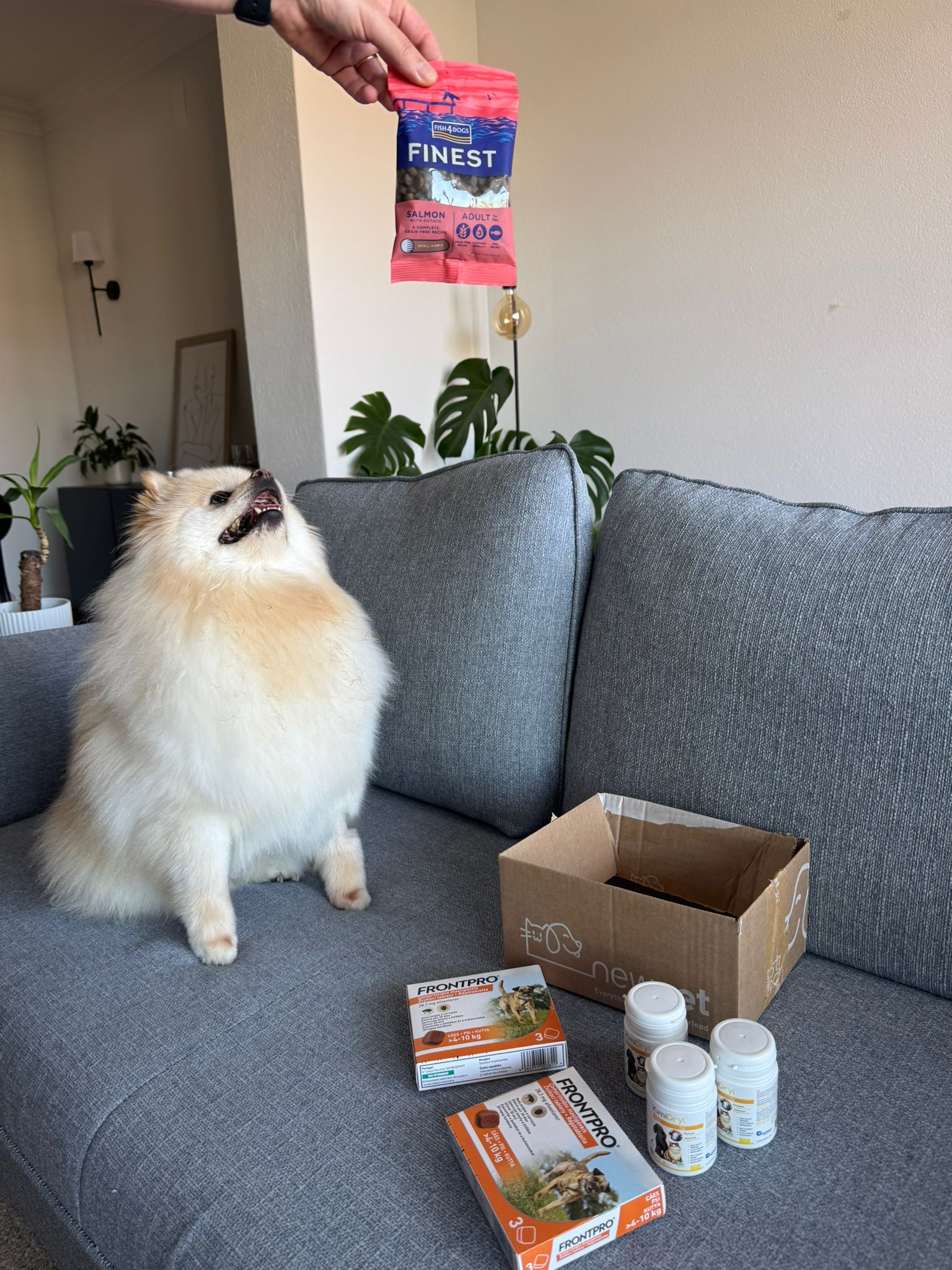 NewPet Patudo do Mês Maio 2025