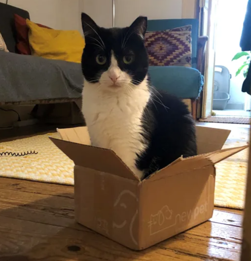 Patudo do Mês - Março'25